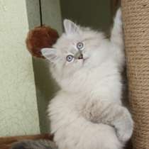 Hypoallergenic Kittens for Sale from Russia, в Ставрополе
