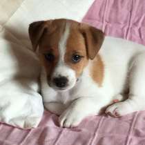 Джек расел Анапа, в Анапе