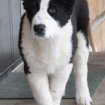 Среднеазиатская овчарка, в Москве