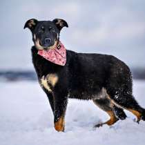 Немного стеснительная, но общительная Ириска ищет родителей!, в Москве