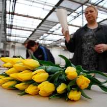 Комплектовка тюльпанов вахта Москва, в г.Москва