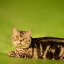 Кот на вязку 1500 котята от 2000, в Костроме