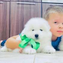 Милые собачки самоедики, в Сочи