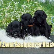 Цвергшнауцер черный щенки, в г.Бургас