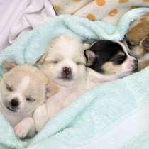 Чихуахуа Тверь, в Твери