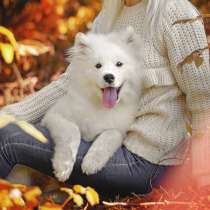 Samoyed puppy, в г.Мозырь