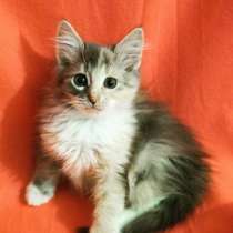 Сладкая булочка Анфиска в поисках дома, в Реутове