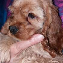 Американского кокер-спаниеля щенки, в Москве