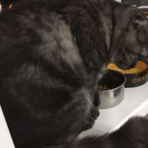 Кошка в добрые руки!, в Москве