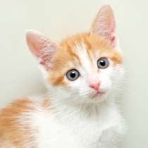 Мечтательный романтик Буррито, в Москве