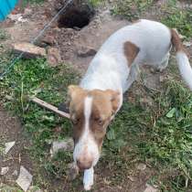 Отдам собаку девочку 5-6 месяцев в добрые руки, в Москве