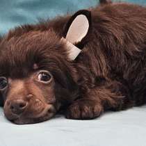 Пуховый мальчик Китайской хохлатой собаки, в Москве