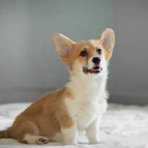 Вельш Корги Пемброк ЩЕНОЧКИ, в Красноярске