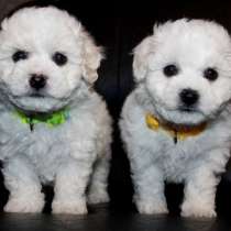 Щенки Бишон Фризе девочки и мальчики, в Москве