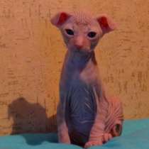 Котята сфинкс, в Санкт-Петербурге