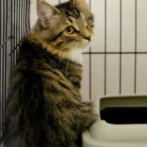 Милая Эльфия ищет дом, в Москве