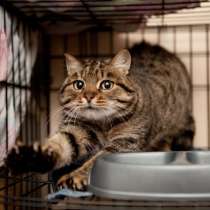 Нежная Фрости в поисках любящей семьи, в Москве