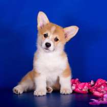 Корги Мурманск, в Мурманске