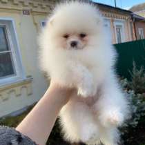 Белый мальчик породы померанский шпиц мини мишка, в г.Варшава