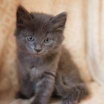 Маленькие котята в добрые руки, в Москве