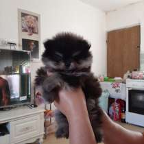 Девочка померанского шпица, в г.Ашкелон