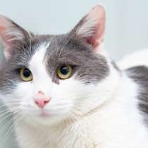 Застенчивый Бэкингем ищет самых лучших хозяев, в Москве