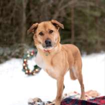 Тома. Сильная девочка палевого окраса, в Москве