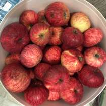 Красные яблоки (паданка), в Москве