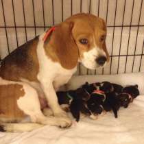 Бигль Читы, в Чите