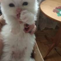 Продам персидских котят -КЛАССИК-цвета-3 -белый и 1 рыжий, в Ростове-на-Дону