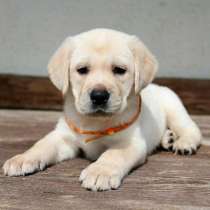 Лабрадор Муром, в Муроме