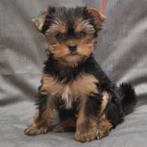 Йоркширский терьер Воронеж, в Воронеже