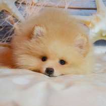 Щенки, шпиц, породистые, в Москве