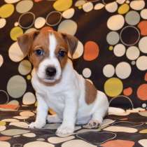 Щенок Джек Рассел терьера, в Москве