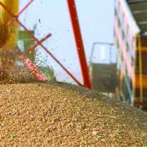 Пшеница 3, 4, 5 класс экспорт в Индия, в Москве