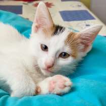 Котенок Веста - прелестная, трогательна девочка в дар, в Москве