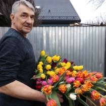 Тюльпаны к 8 марта, в Ставрополе