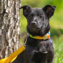 Вики и Ники - щенки девочки! В добрые руки, в Москве