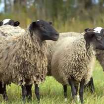Племенные овцы породы Романовская (из Европы класса Элита), в г.Ереван
