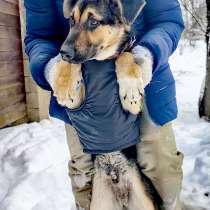 Щенок метис немца, в Москве
