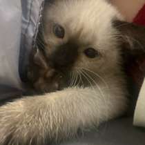 Тайский котенок, в Москве