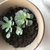 Продаю каменную розу, в Ижевске