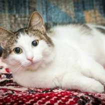 Отдам даром Ласковая Мила ищет семью, в Санкт-Петербурге