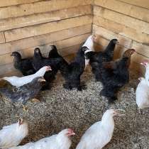 Куры Брама и куры Несушки, в Ижевске
