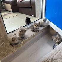 Котята, в Москве