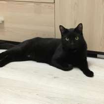 Молодой ласковый котик, в Санкт-Петербурге