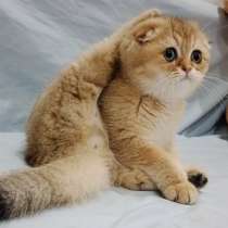 Scottish fold, в г.Париж