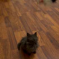 Отдам котенка, в Нефтекамске