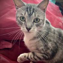 Снежно-серебристый кот Буся в дар, в Москве