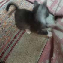 Кольцехвостый котенок American ringtail cat, в Екатеринбурге